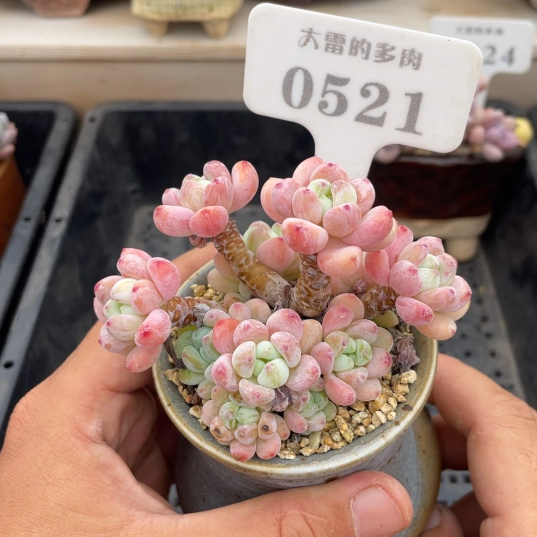 0521罗琦不带盆9厘米