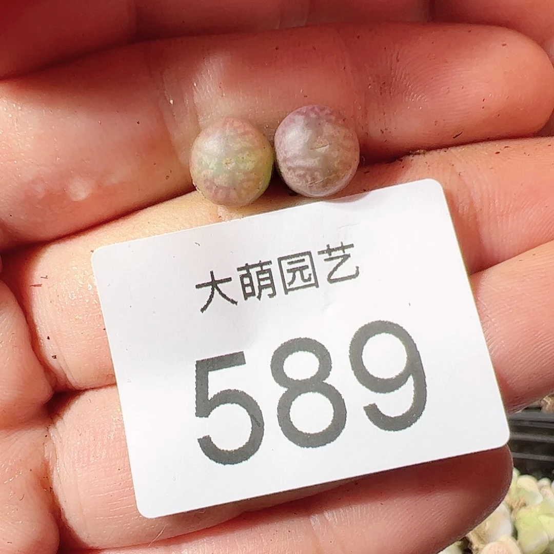 0000589 一物一拍……