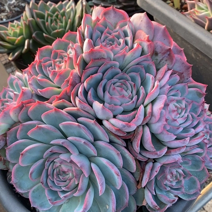 D066- 直播福利 侧影捧花