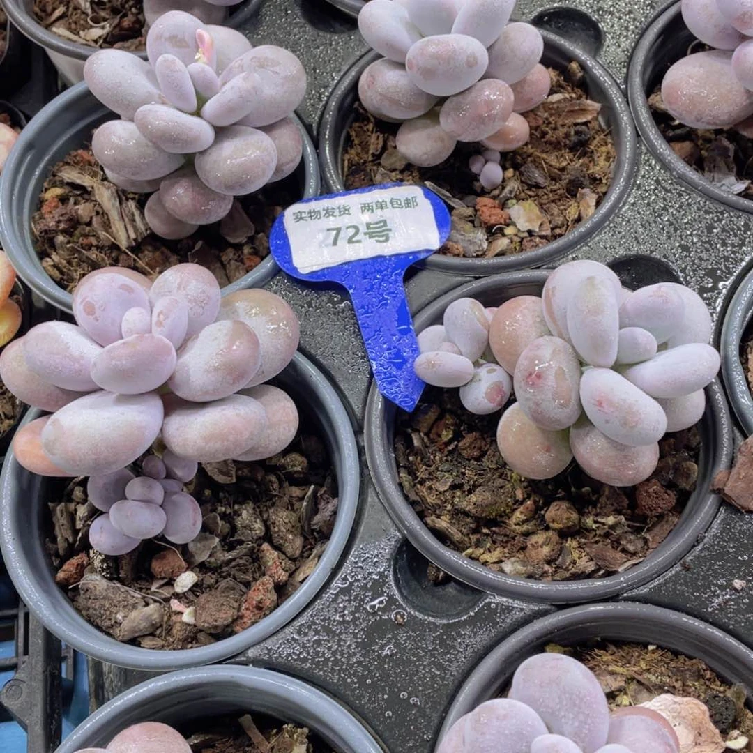 72号 原始奶酪单头一个