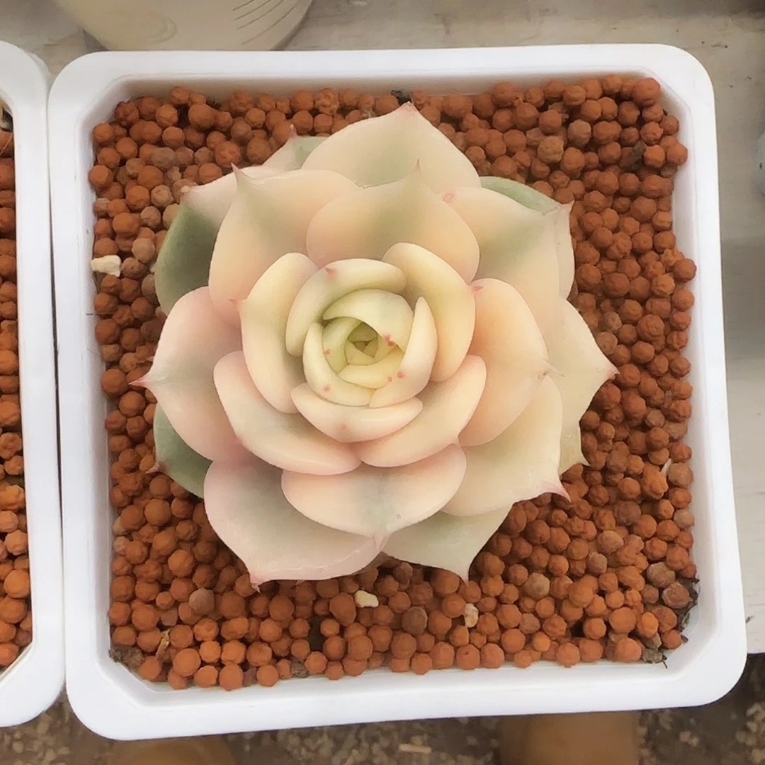 贝加尔湖锦多肉植物