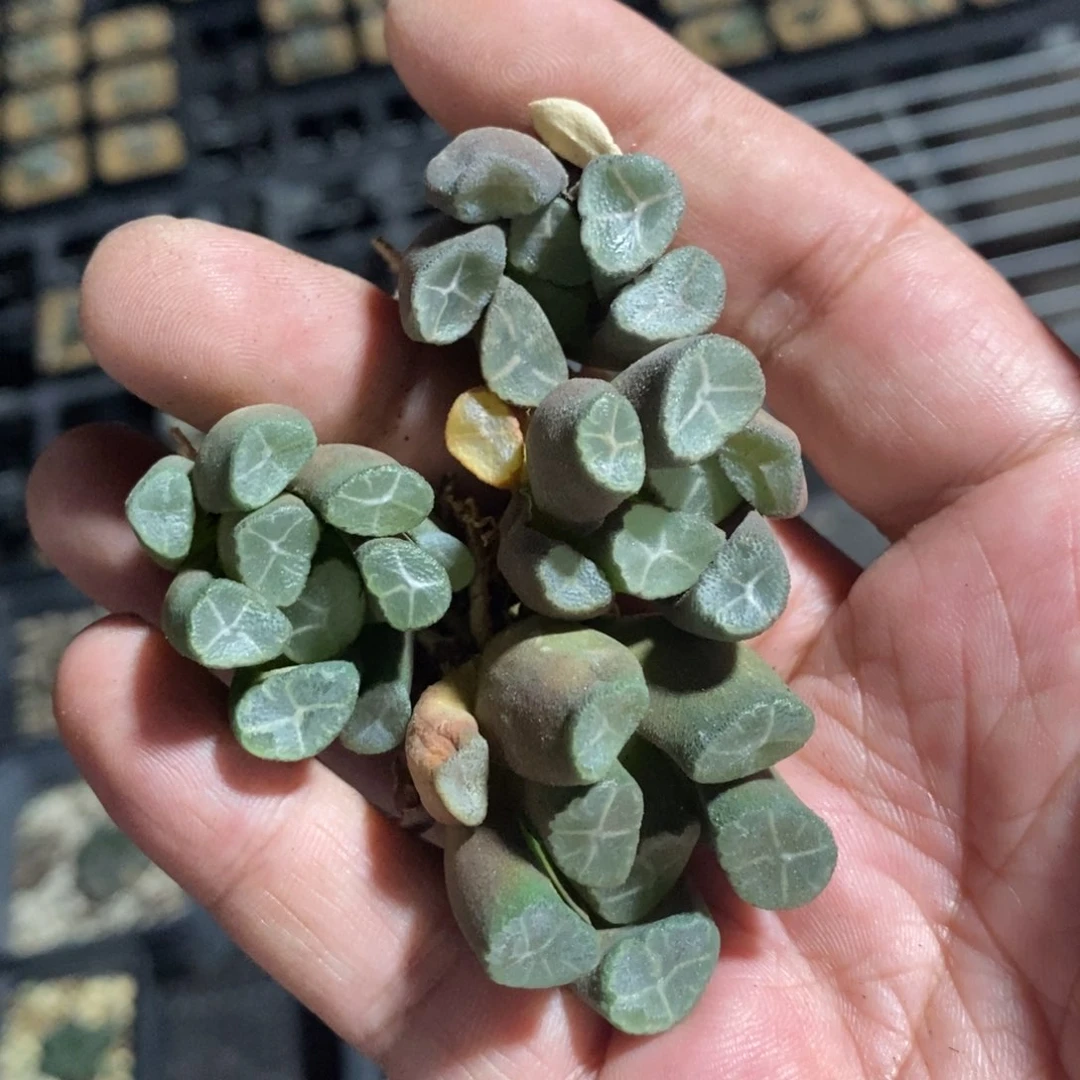 620 一颗实生超美万象小翅膀 超级福利