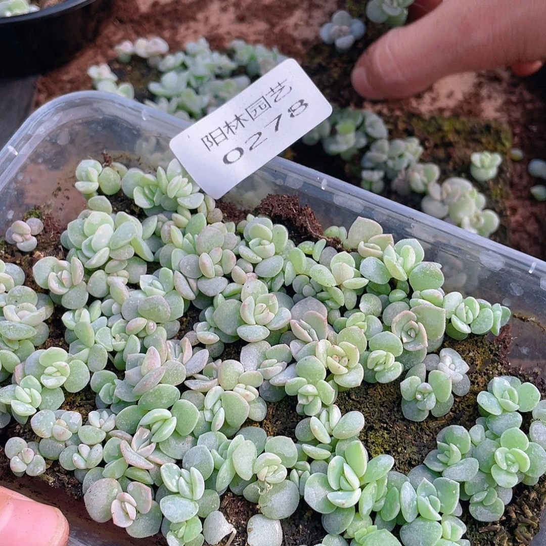 s***n多肉植物多肉植物278
