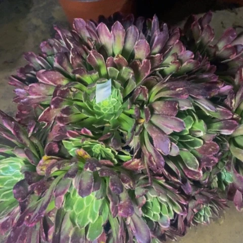 金丝楠木朵朵多肉植物1多肉