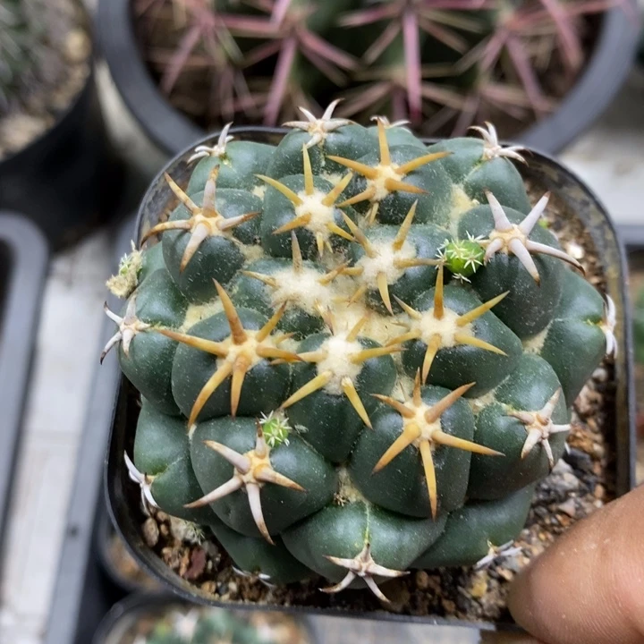 实生豪刺象牙特价3