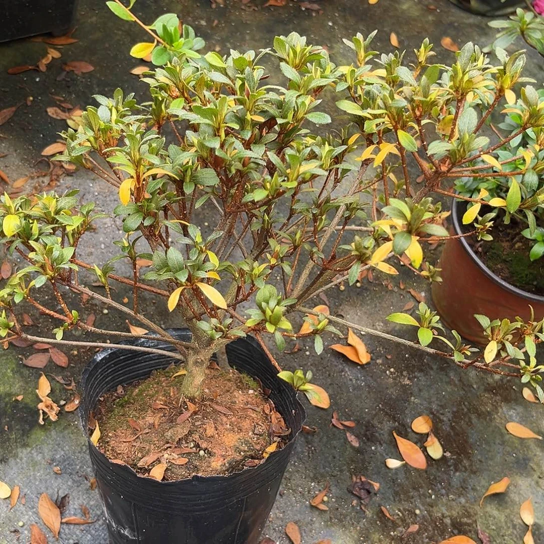 天***崖完全开放双云之光