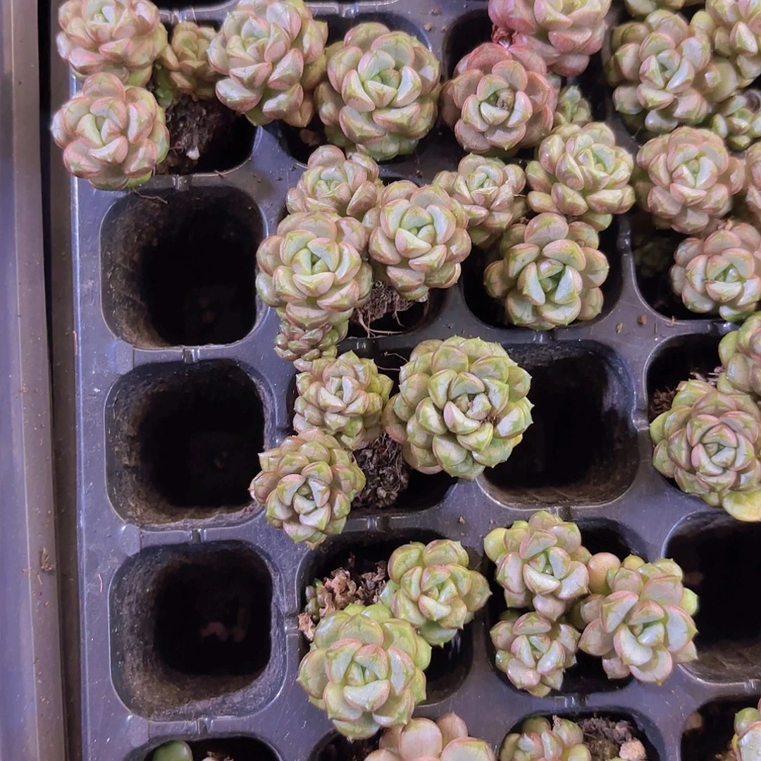 葡萄群老桩一颗量拍1111
