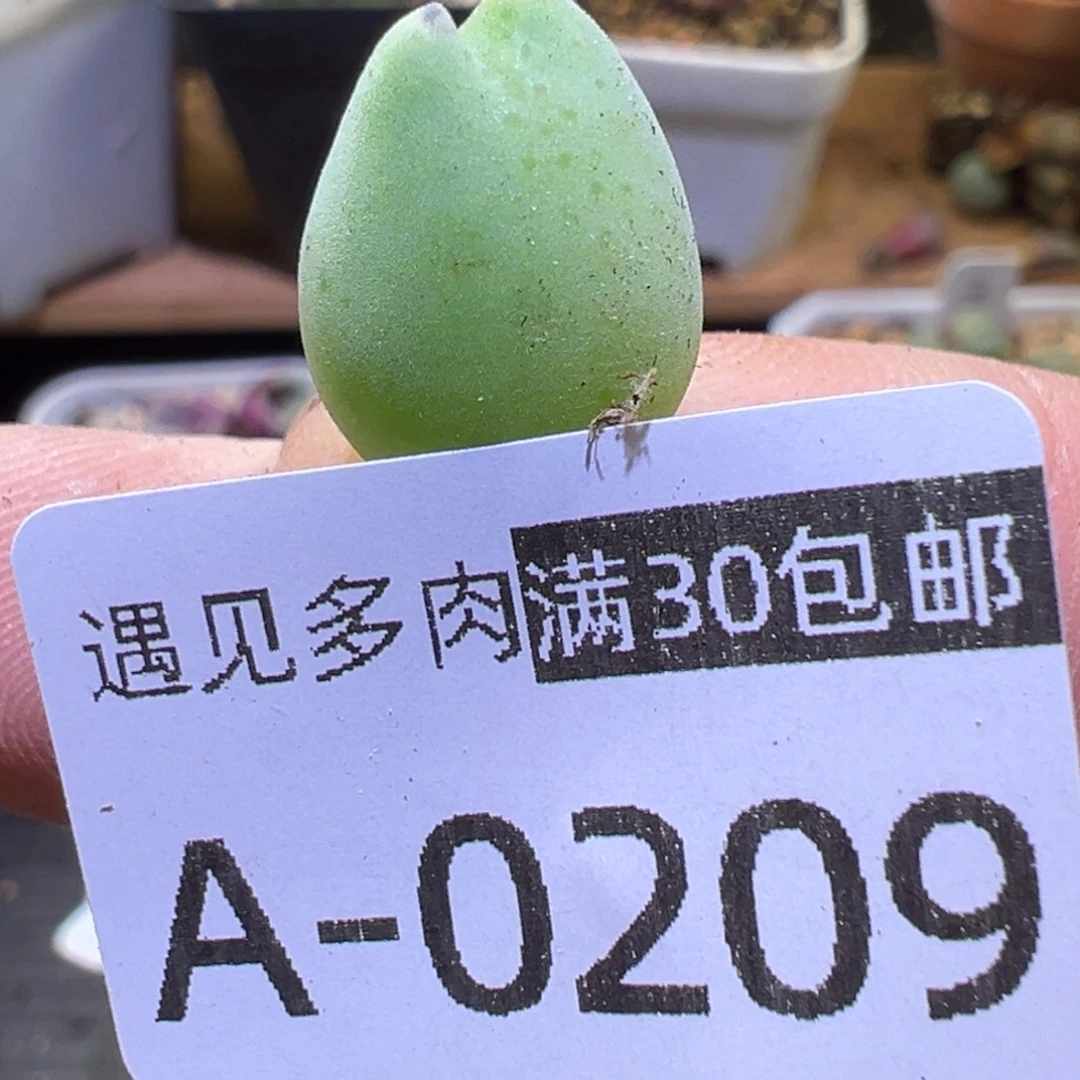 多肉植物1111111111111