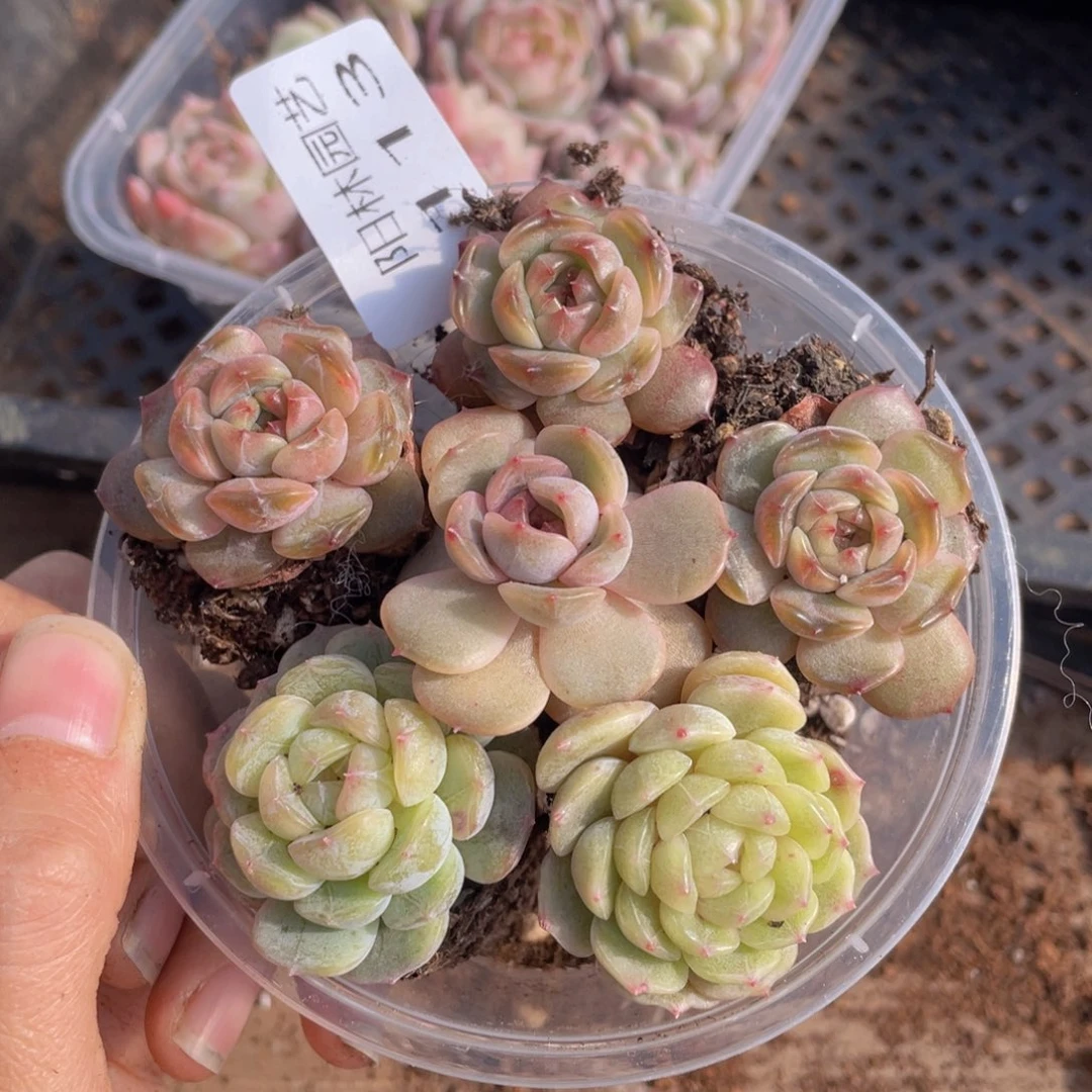 多肉植物多肉植物113