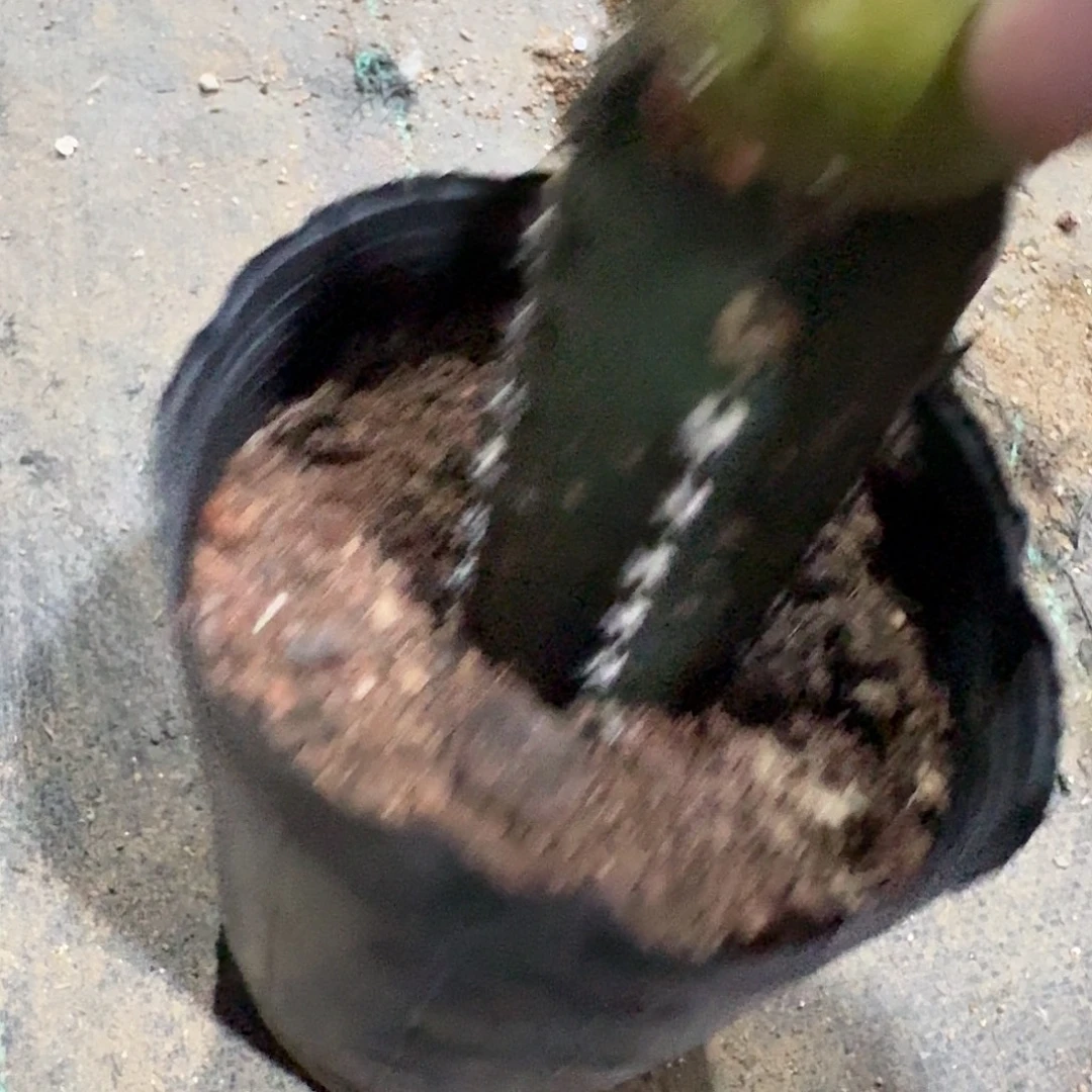 石化苗接袖蒲一颗
