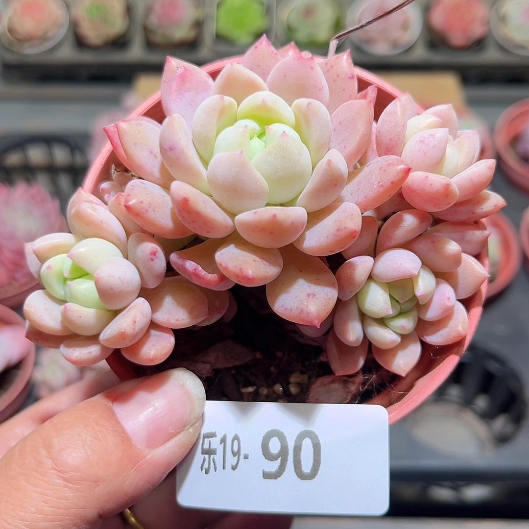 木乐19-90洛丽塔群