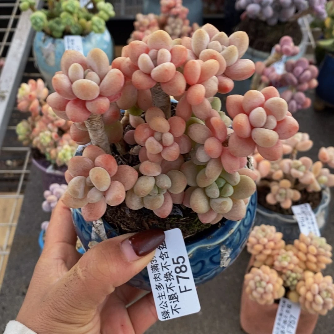 鱼子酱785/10cm多肉