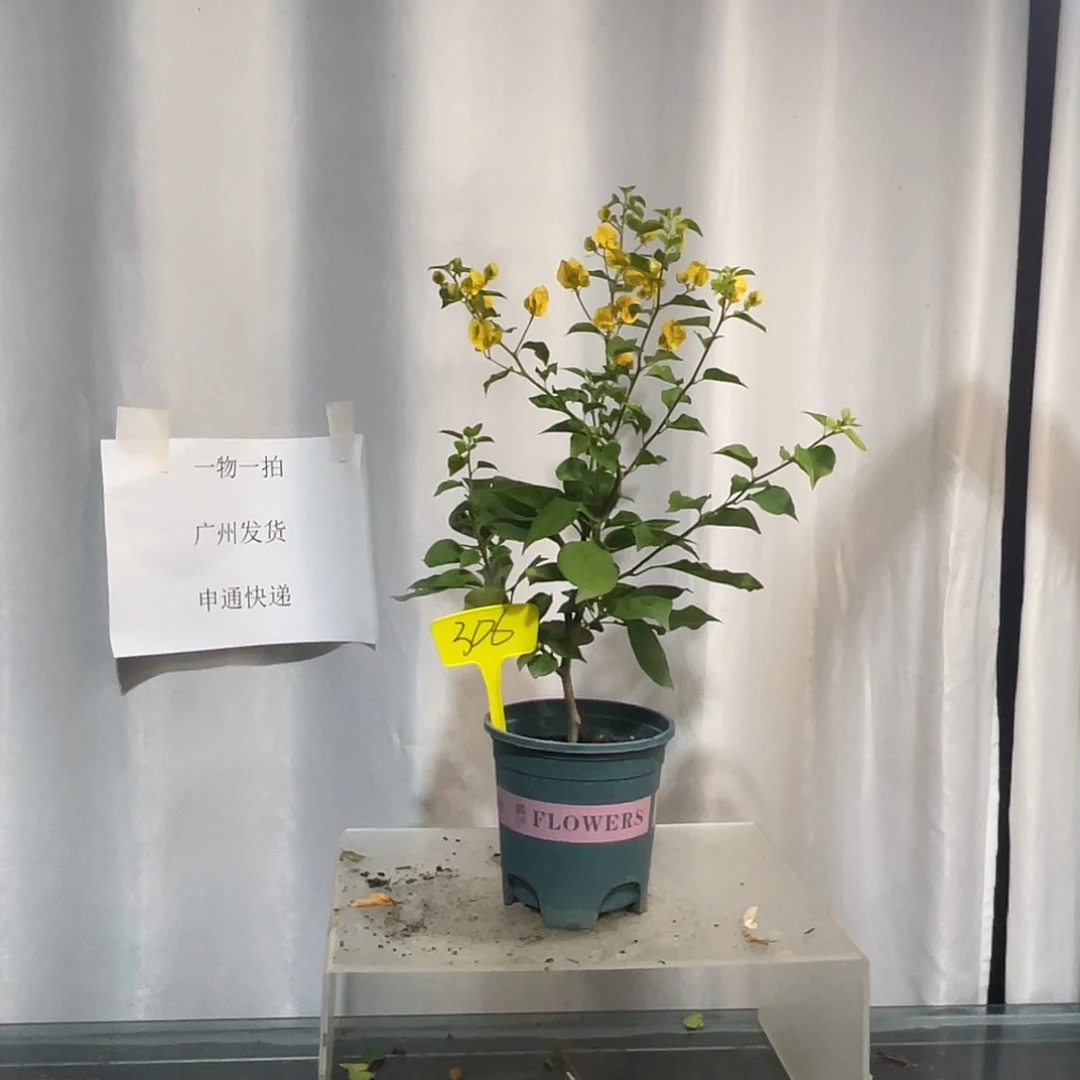 当前无花栽培后可以开花306绿叶浅黄牙签苗