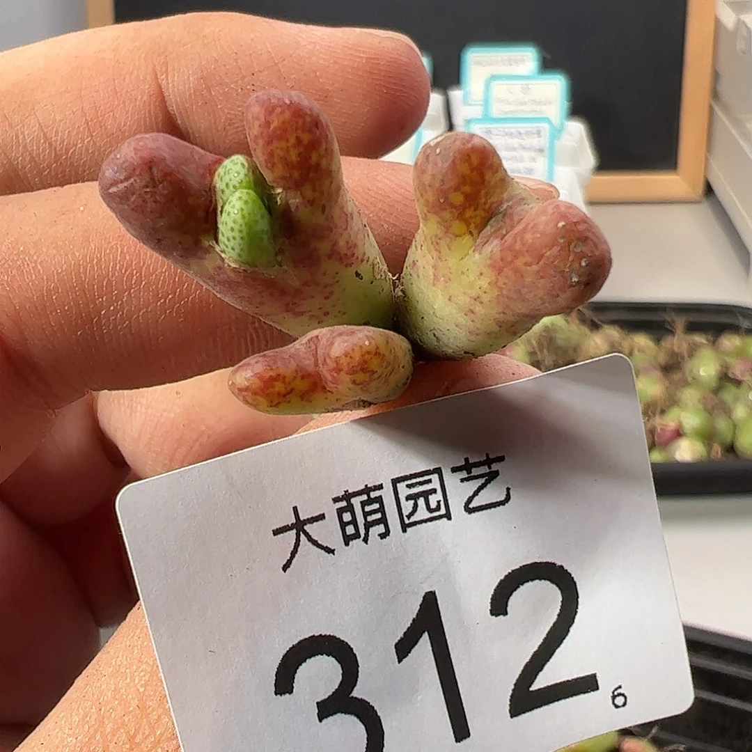 0000312 一物一拍……