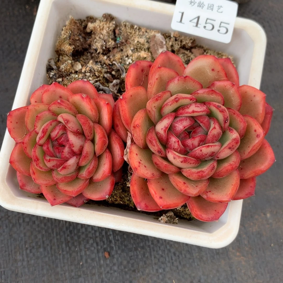 1455杂交精品基地11冠