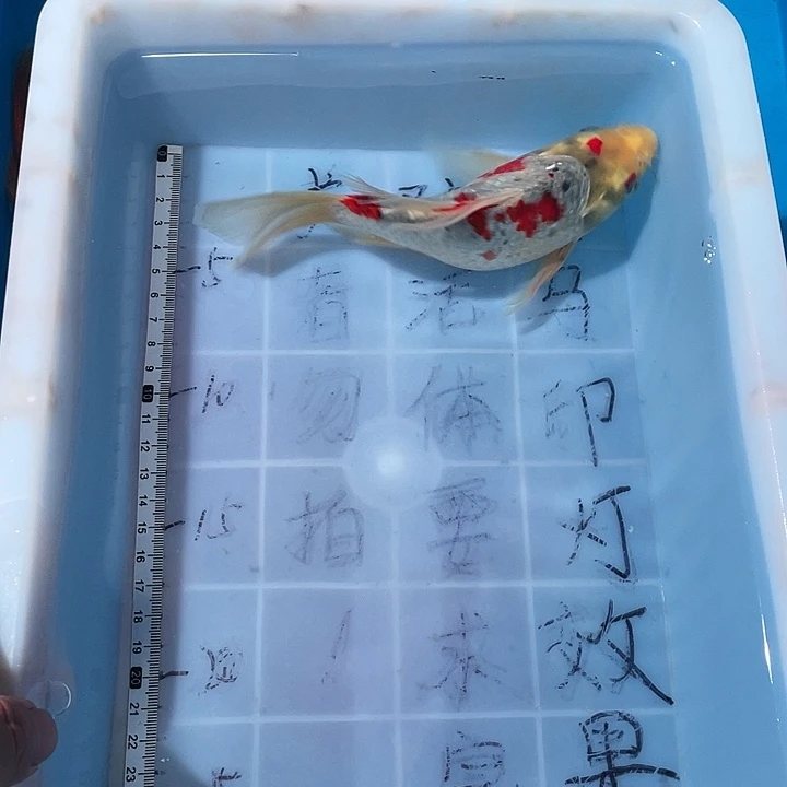 蝴蝶鲤鱼渔场直发50