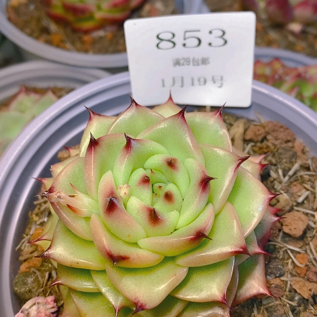 【闪购商品】云853