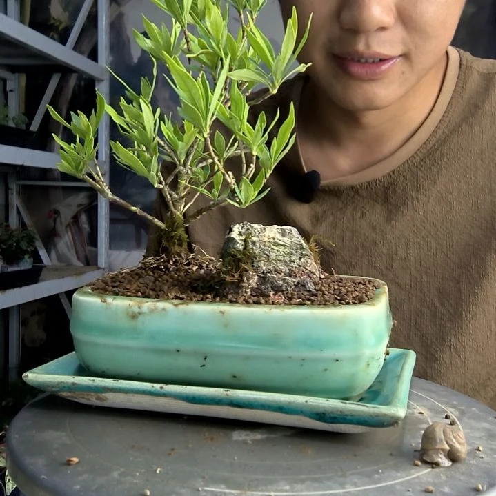 水*中青园艺一物一拍19