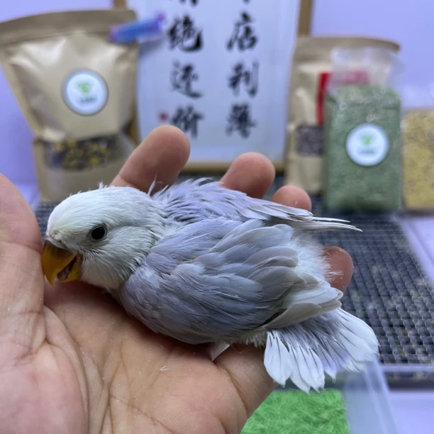 牡丹鹦鹉-精品紫熏派母G05984