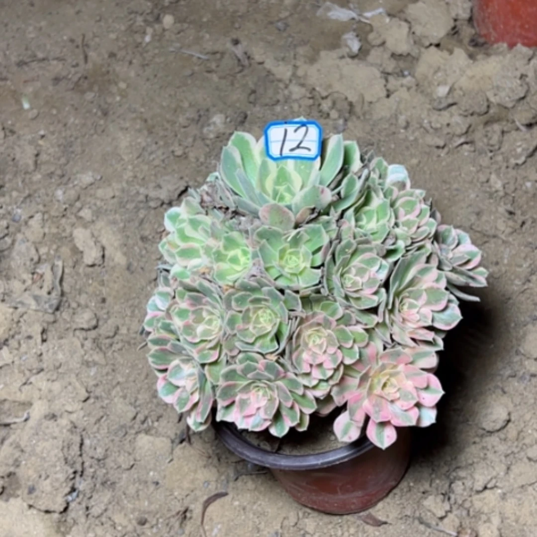 【闪购商品】粉女郎12