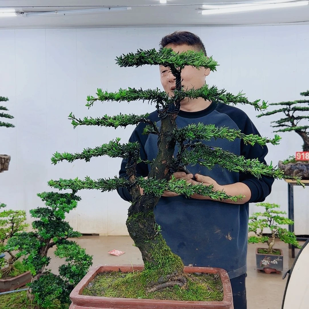 无花朵啊*盆景制作过程非常