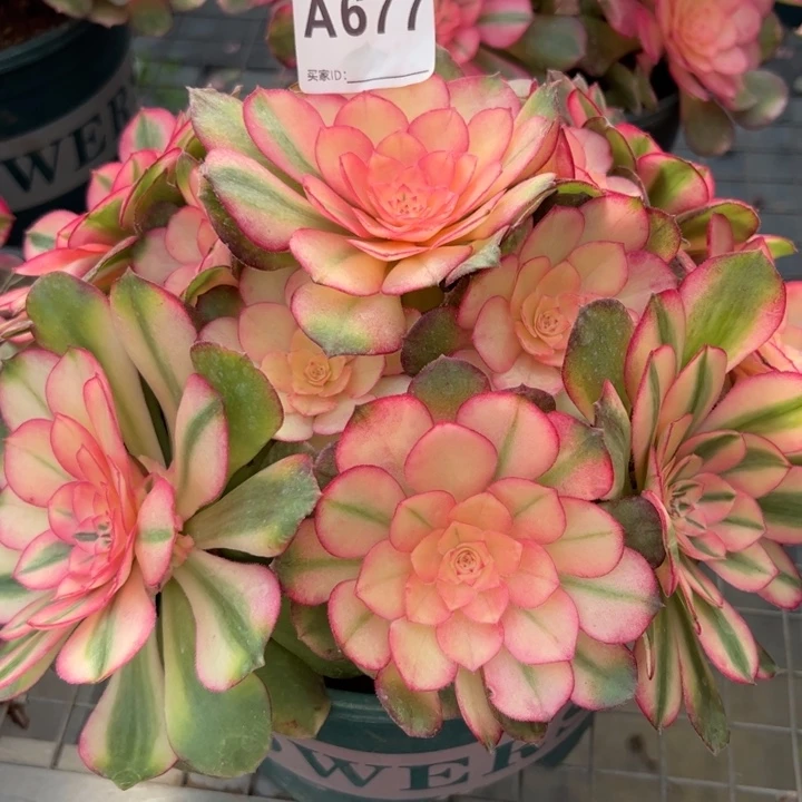 677荔枝22厘米左右