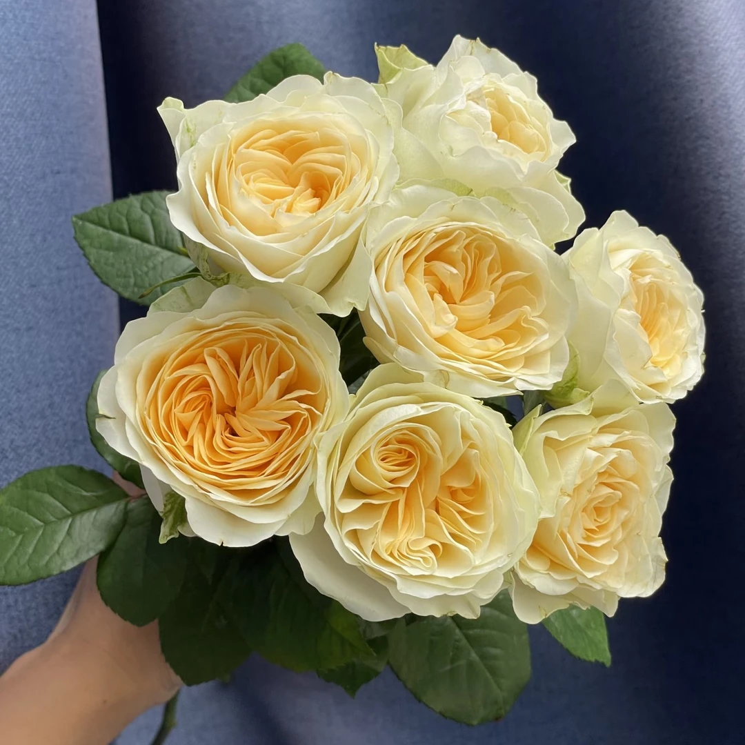 奶油杯玫瑰18枝+2枝防损