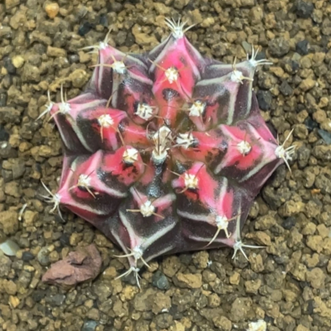 当前无花朵，栽培后可花朵橘粉虎斑