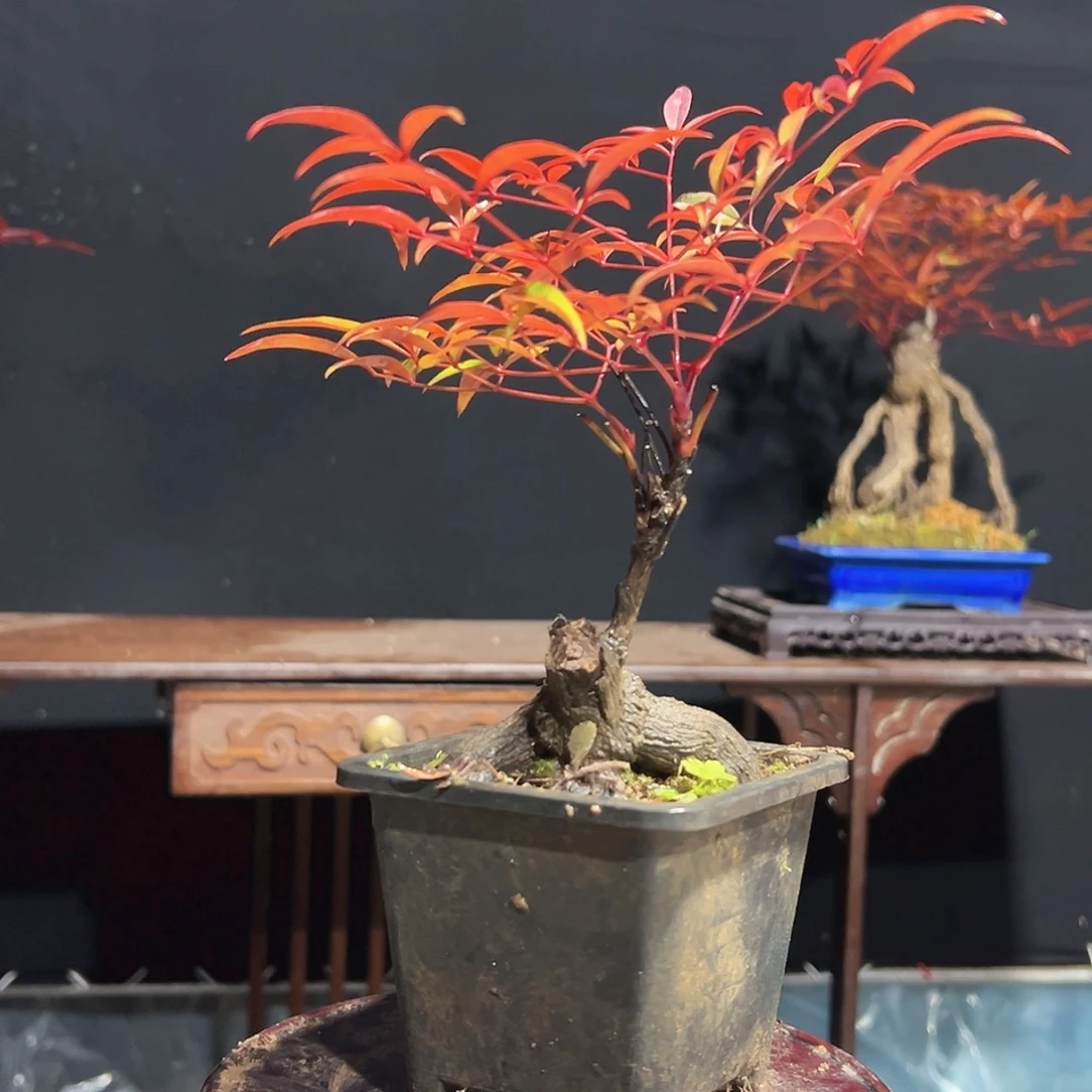 不开花植物0000011