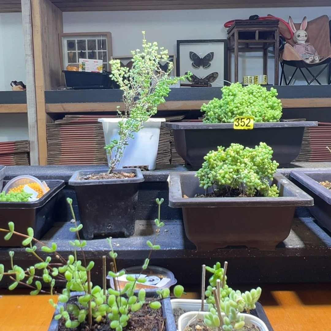 枝干番杏多肉植物435