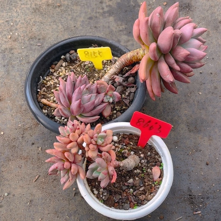 桃花源多肉植物8155 8663