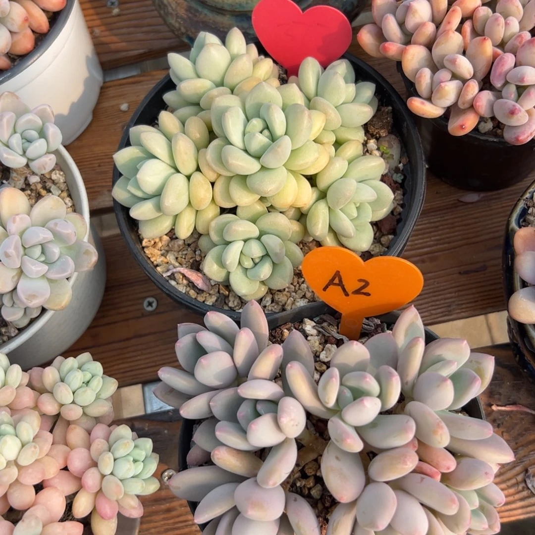 我****呀多肉植物一物一品品