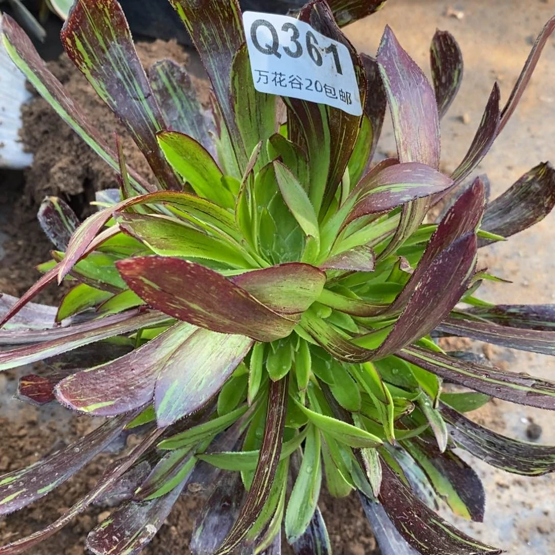 361水墨丹青多肉植物