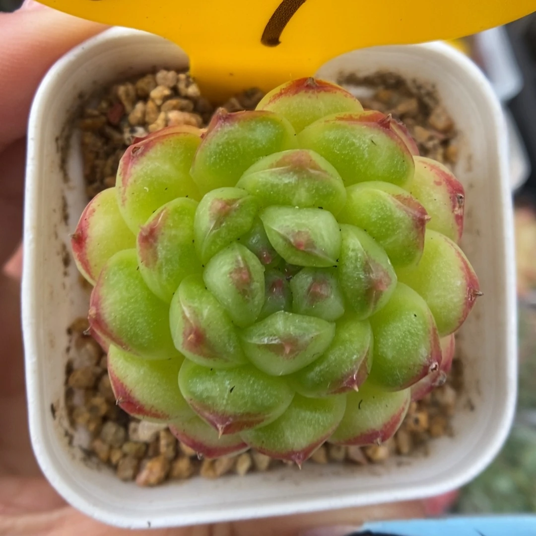 绿泡泡可拍817号。