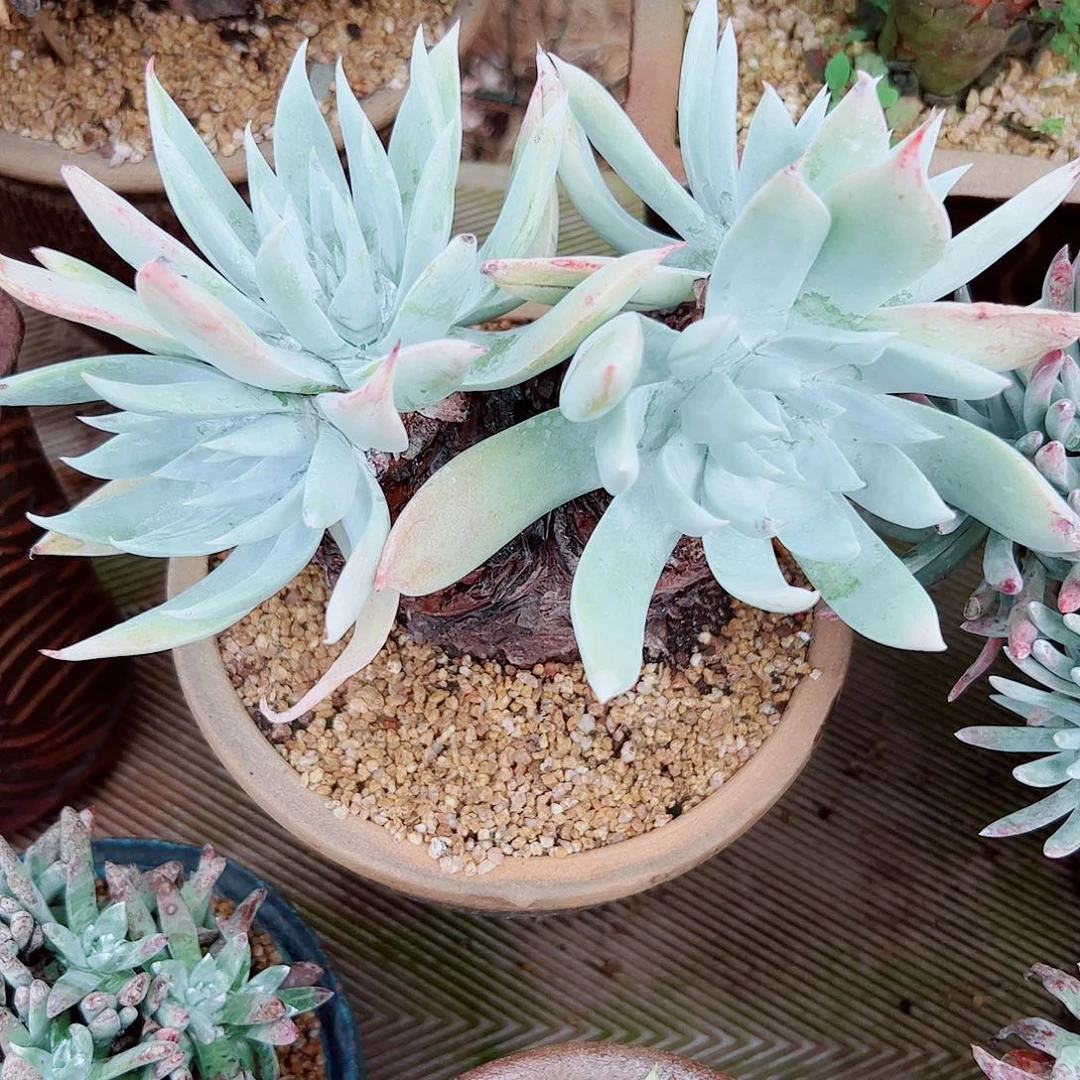 2201流丹雪山仙女杯