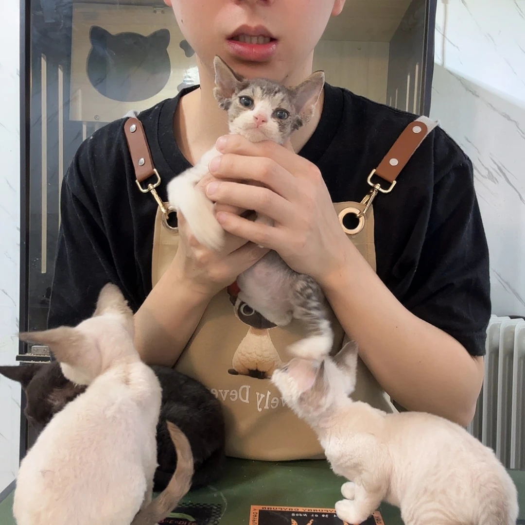 德文德文卷毛猫德文卷毛猫