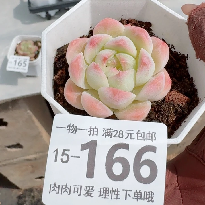 白桃汽水无盆土发货多肉多