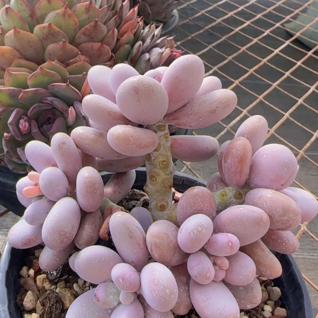 【闪购商品】原始奶