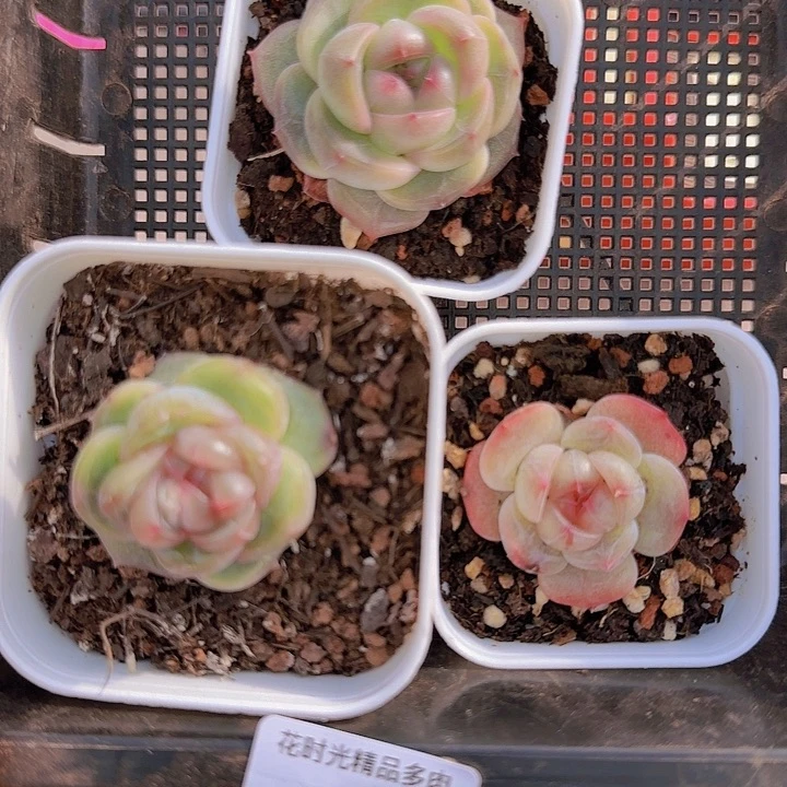 花时光精品多肉168