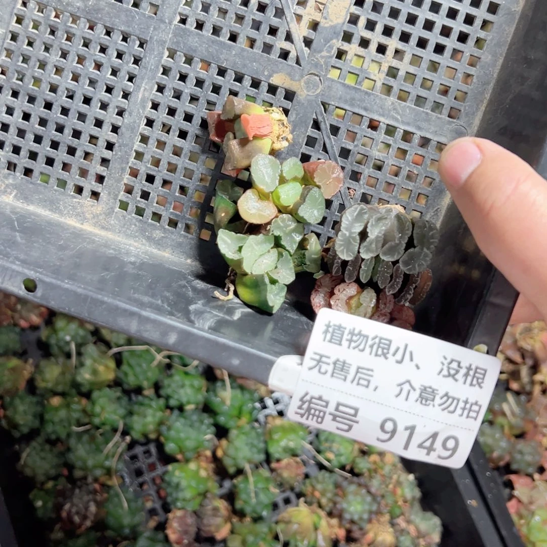星*9149没根多肉小苗，没售后，介意别拍，一物一拍