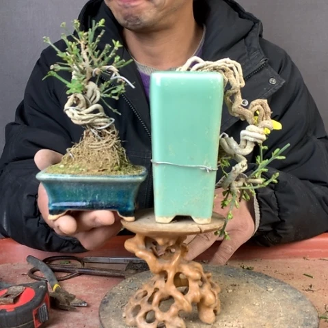 当前无花栽培后可以开花迎春花两颗