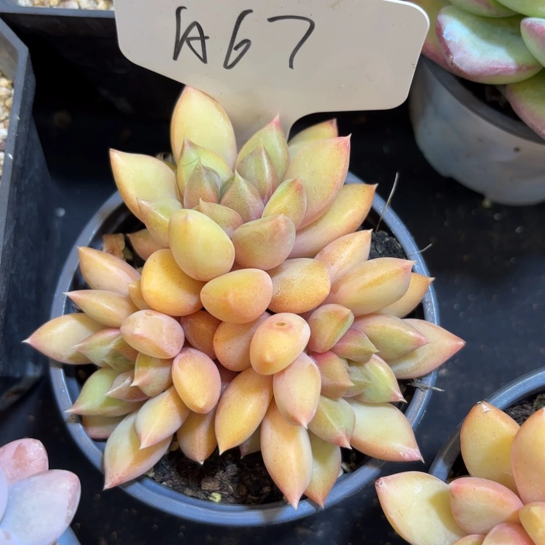 6****云南金致家精品多肉