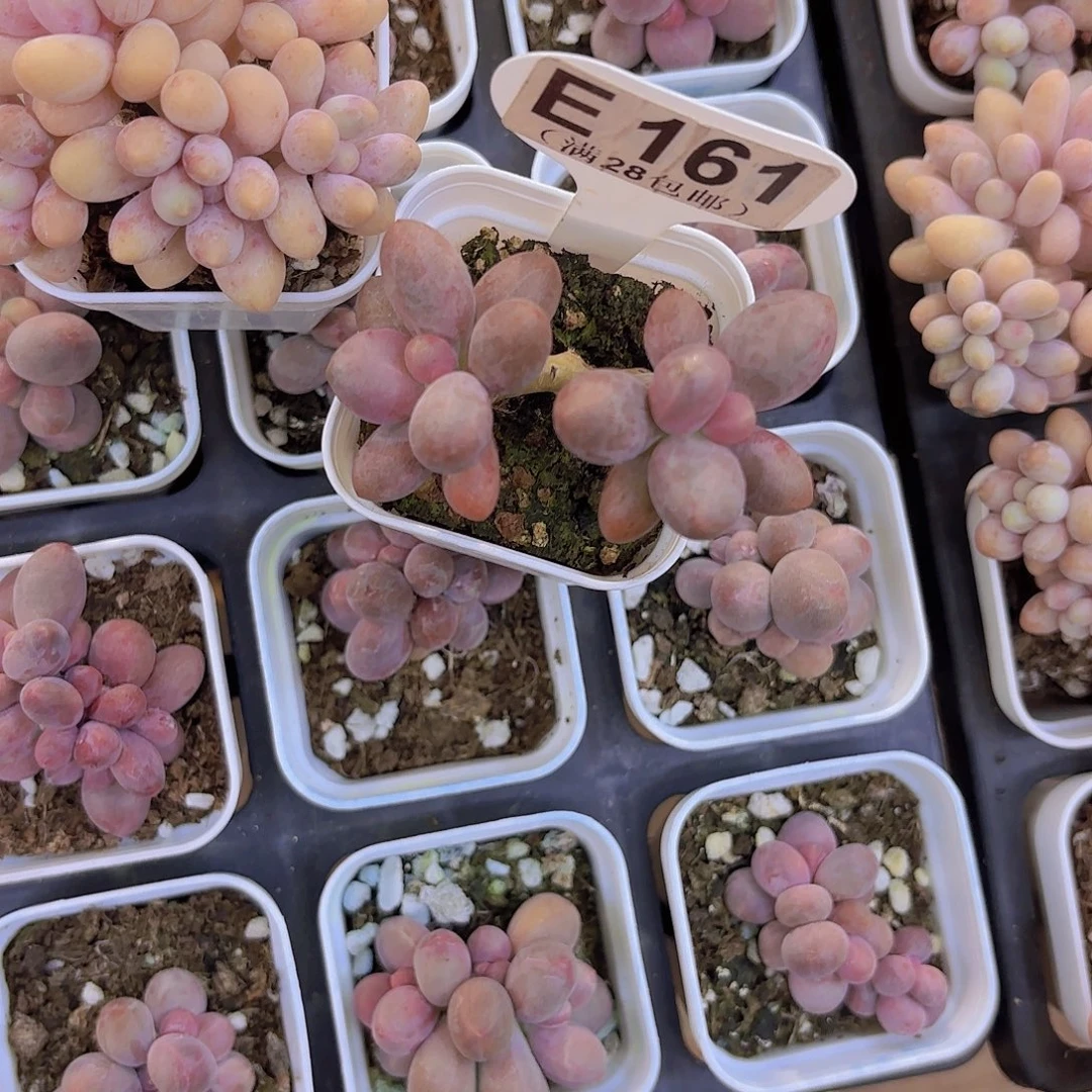 E161糖果美人一物一拍