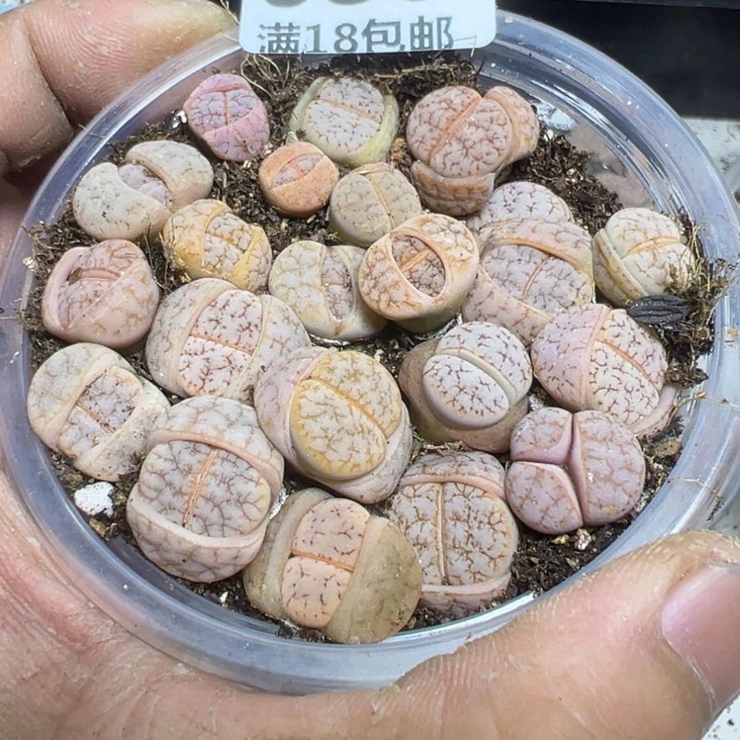 【闪购商品】 680。