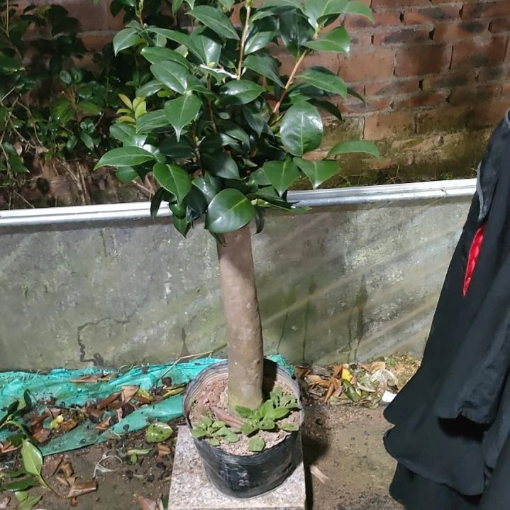 三品不知名茶花原盆978原盆