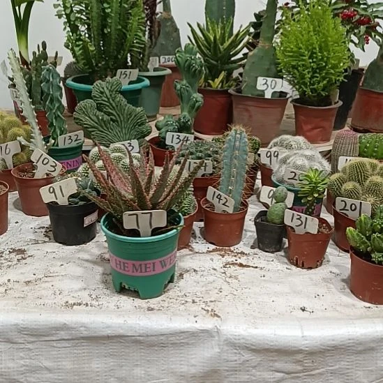 无花朵圣诞芦荟，，，