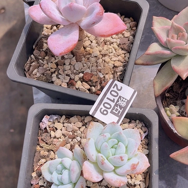 两颗20109多肉植物