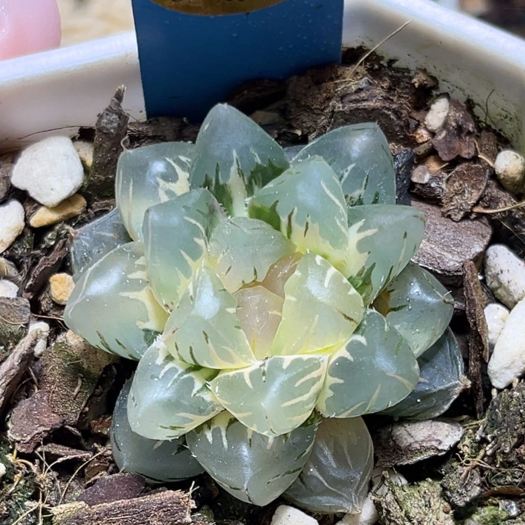 卡*卡恭喜发财大吉大利581