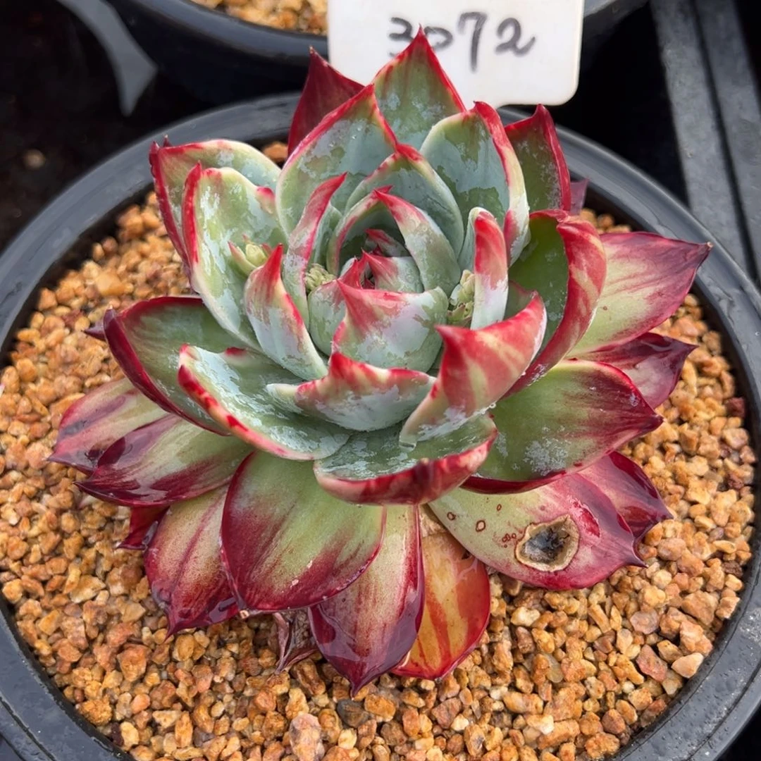 黄**?惊鸿仙子一物一拍3072号