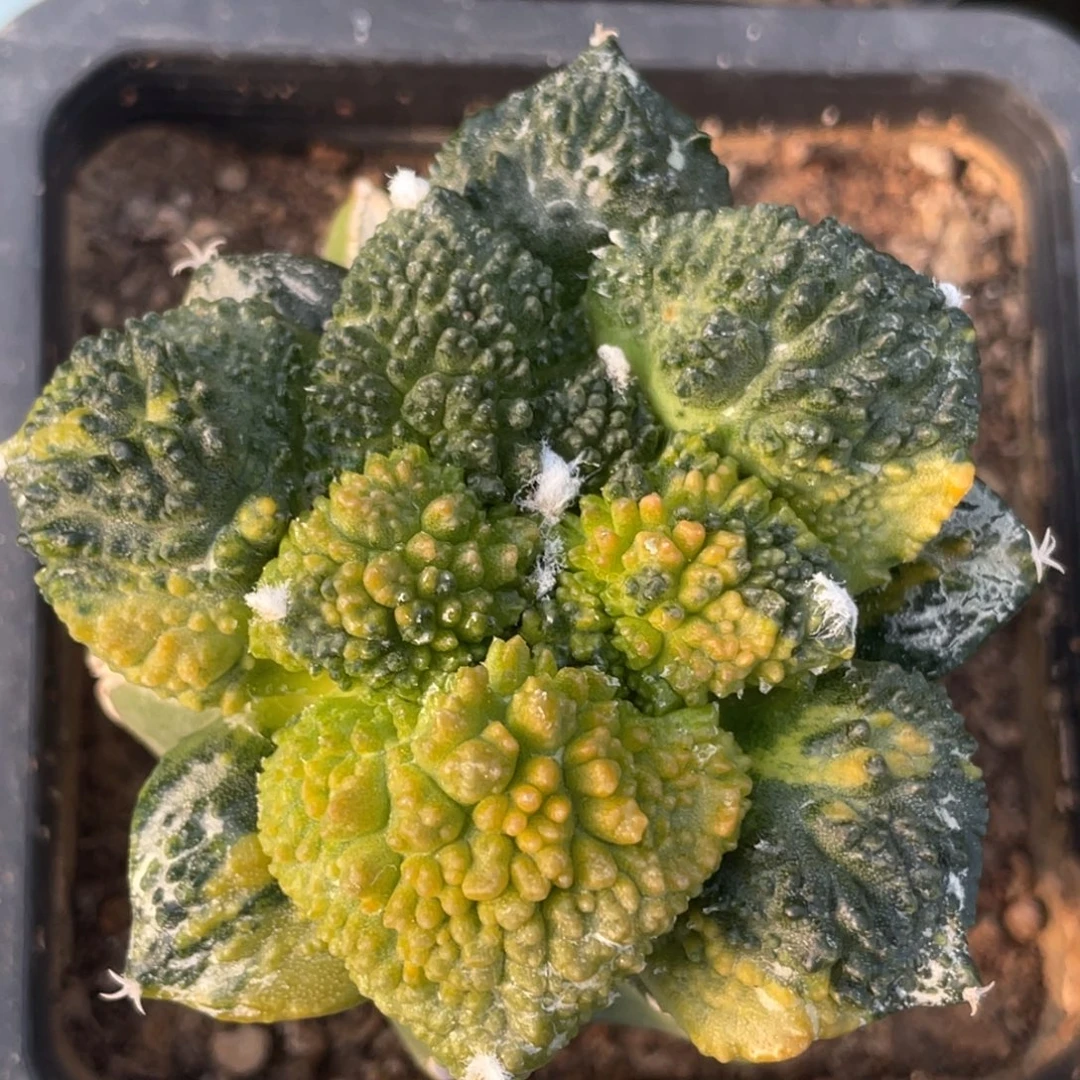 全部花朵花斑锦哥斯拉161